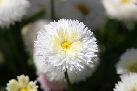 flower on a green backgroundの写真素材