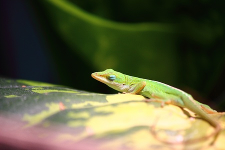 a green Carolina anoleの写真素材