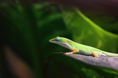 a green Carolina anoleの写真素材