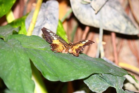 a beautiful butterfly の写真素材