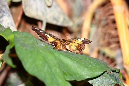 a beautiful butterfly の写真素材