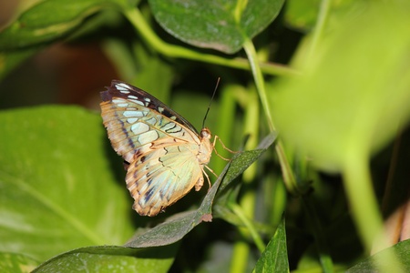 a beautiful butterfly の写真素材