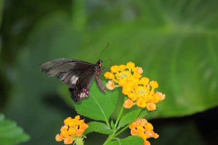 a beautiful butterfly の写真素材