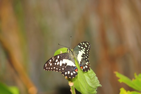 a beautiful butterfly の写真素材