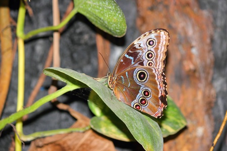 a beautiful butterfly の写真素材