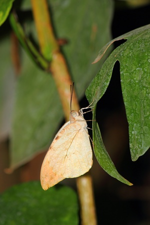 a beautiful butterfly の写真素材