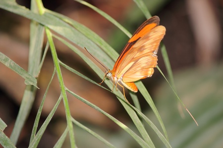 a beautiful butterfly の写真素材