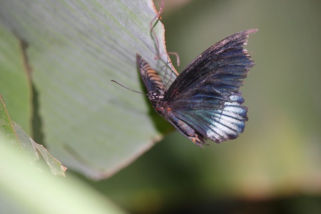 a beautiful butterfly の写真素材
