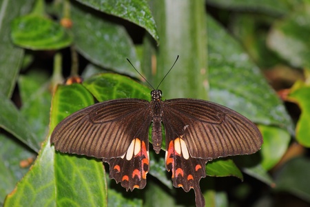 a beautiful butterfly の写真素材