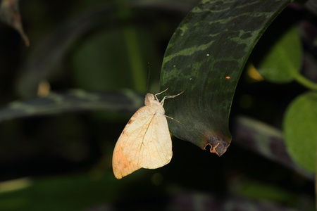 a beautiful butterfly の写真素材
