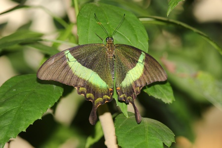 a beautiful butterfly の写真素材
