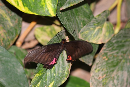 a beautiful butterfly の写真素材