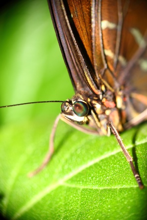 a beautiful butterfly の写真素材