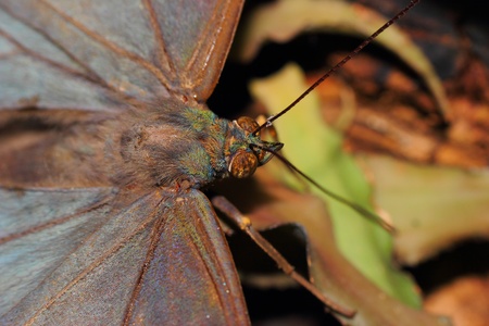a beautiful butterfly 