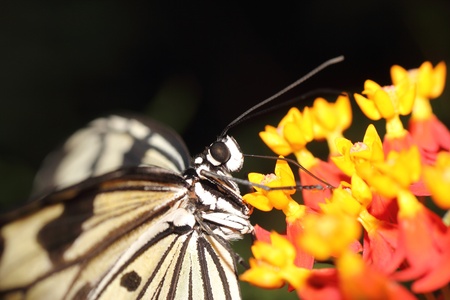 a beautiful butterfly の写真素材