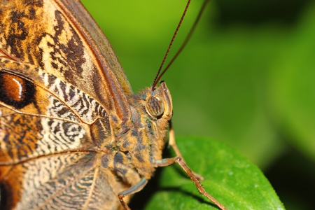 a beautiful butterfly の写真素材
