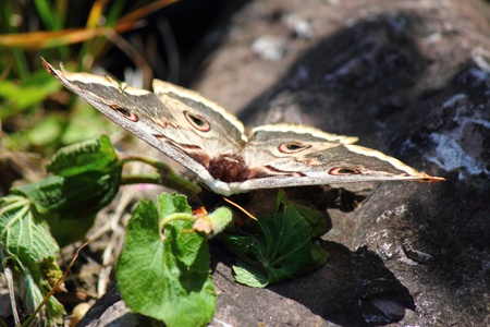 a beautiful butterfly の写真素材