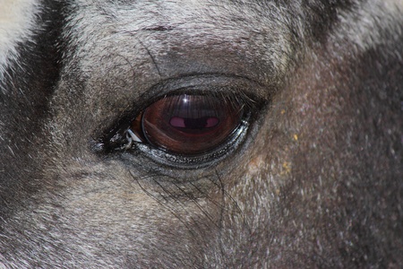 a beautiful Horseの写真素材