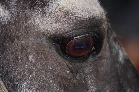 a beautiful Horseの写真素材
