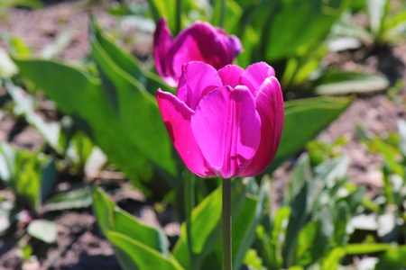 a beautiful flowerの写真素材