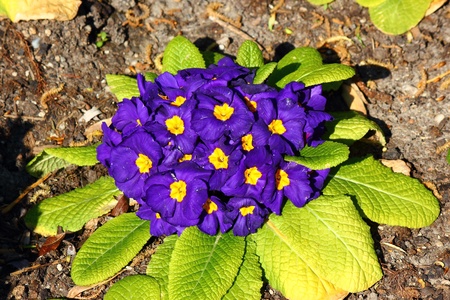 a beautiful flowerの写真素材