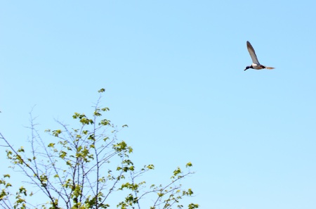a mallard の写真素材