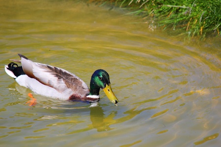 a mallard の写真素材