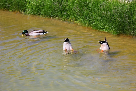 a mallard の写真素材