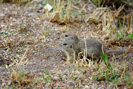 a Squirrel animalの写真素材
