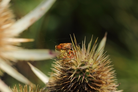 a Leaf beetleの写真素材