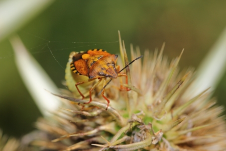a Leaf beetle