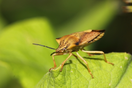 a Leaf beetleの写真素材