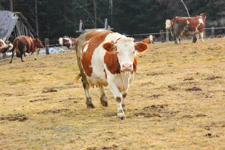 a cow in the field in Styria, Austriaの写真素材