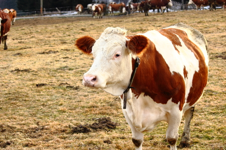 a cow in the field in Styria, Austriaの写真素材