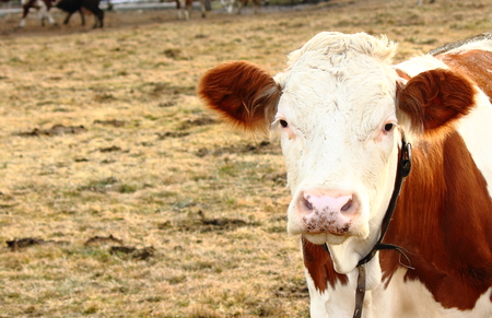 a cow in the field in Styria, Austriaの写真素材