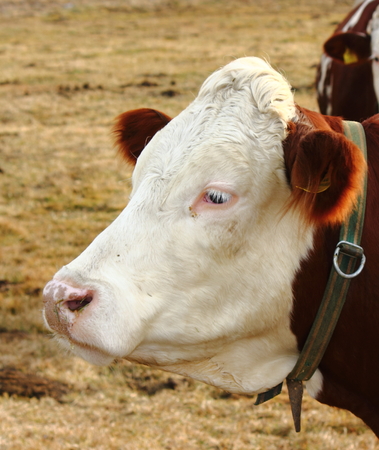 a cow in the field in Styria, Austriaの写真素材