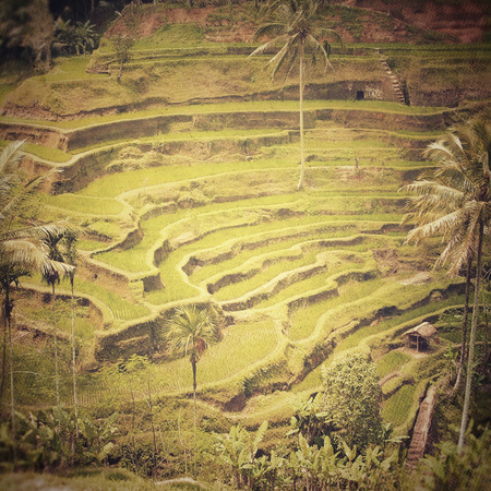 Rice fields in Baliの写真素材