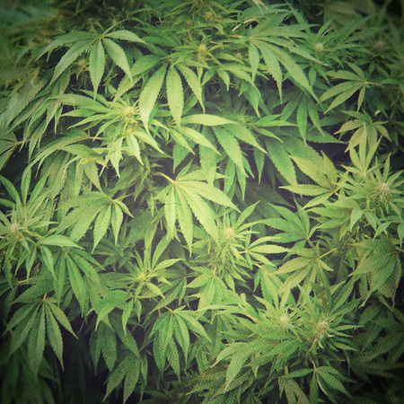 Cannabis cultivationの写真素材