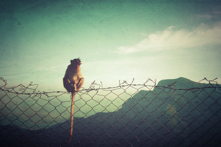 monkey on fenceの写真素材