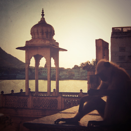 Thinking Monkeyの写真素材