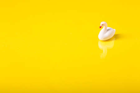 close up of a white isolated swan with yellow background