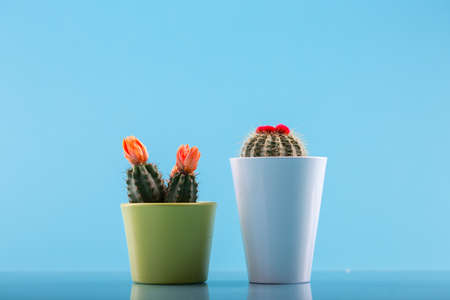 cactus with cactus flower in a green pot and cactus with red cactus flower in a white pot with blue backgroundの写真素材