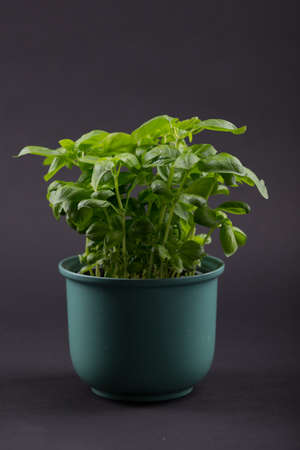 Basil Plant with black background and green potの写真素材