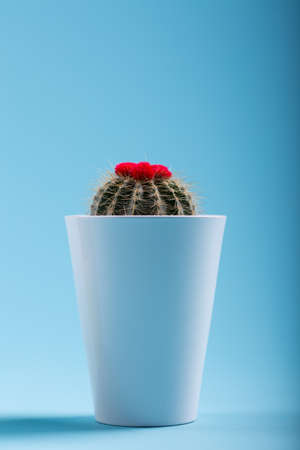 cactus with red cactus flower in a white pot with blue backgroundの写真素材
