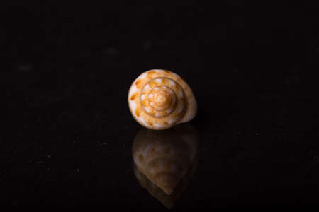 Isolated shell / shells with black Background.