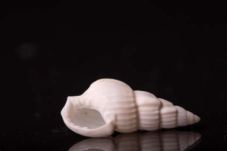 Isolated shell / shells with black Background.の写真素材