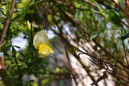 The yellow princess of the flower being surrendered by the green forest in Sapporo Japan