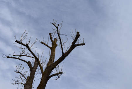The blue sky with the naked trees in Sapporo Japan