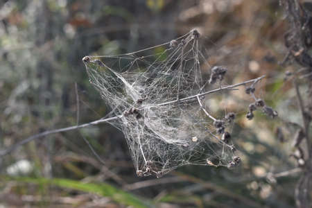 The creative workshop of the spiders in Tuscany Italyの写真素材