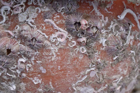 Those new residences of seashells by the sand beach in Sapporo Japan